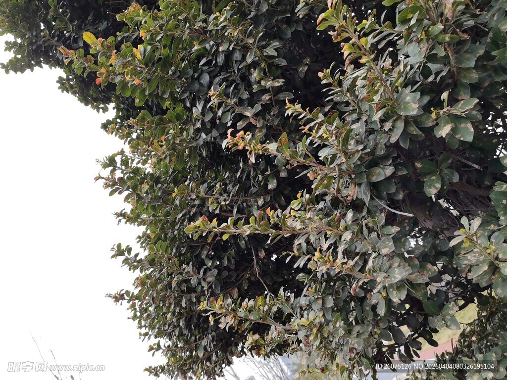 繁茂绿树枝叶葱茏