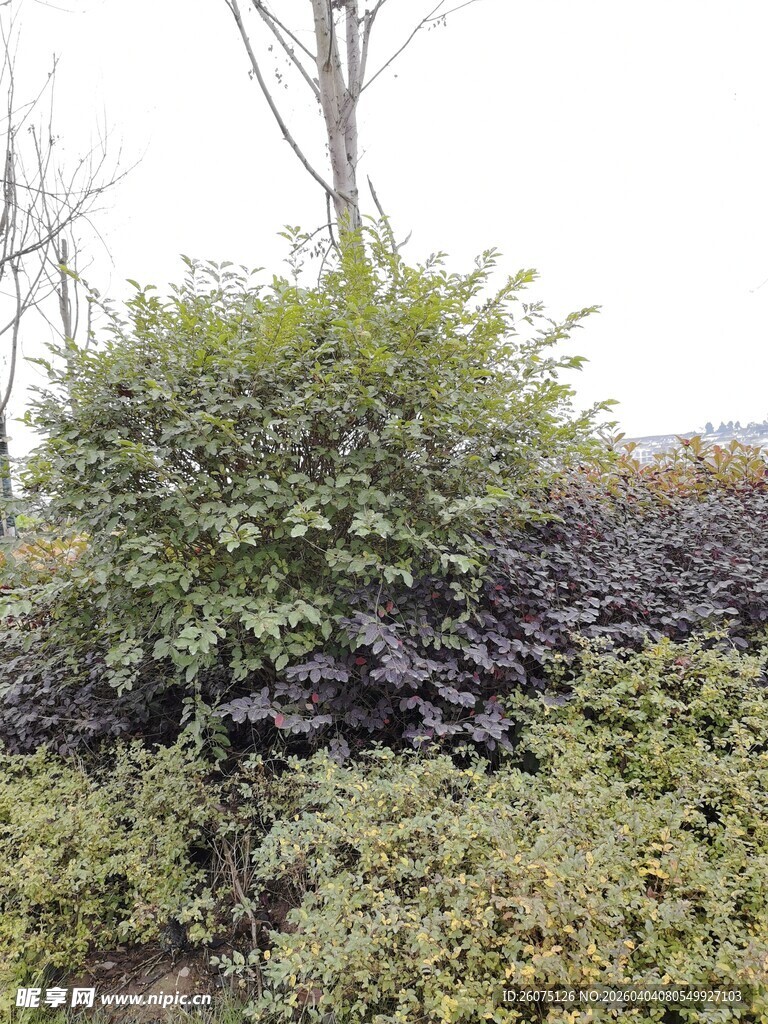 多样绿植景观