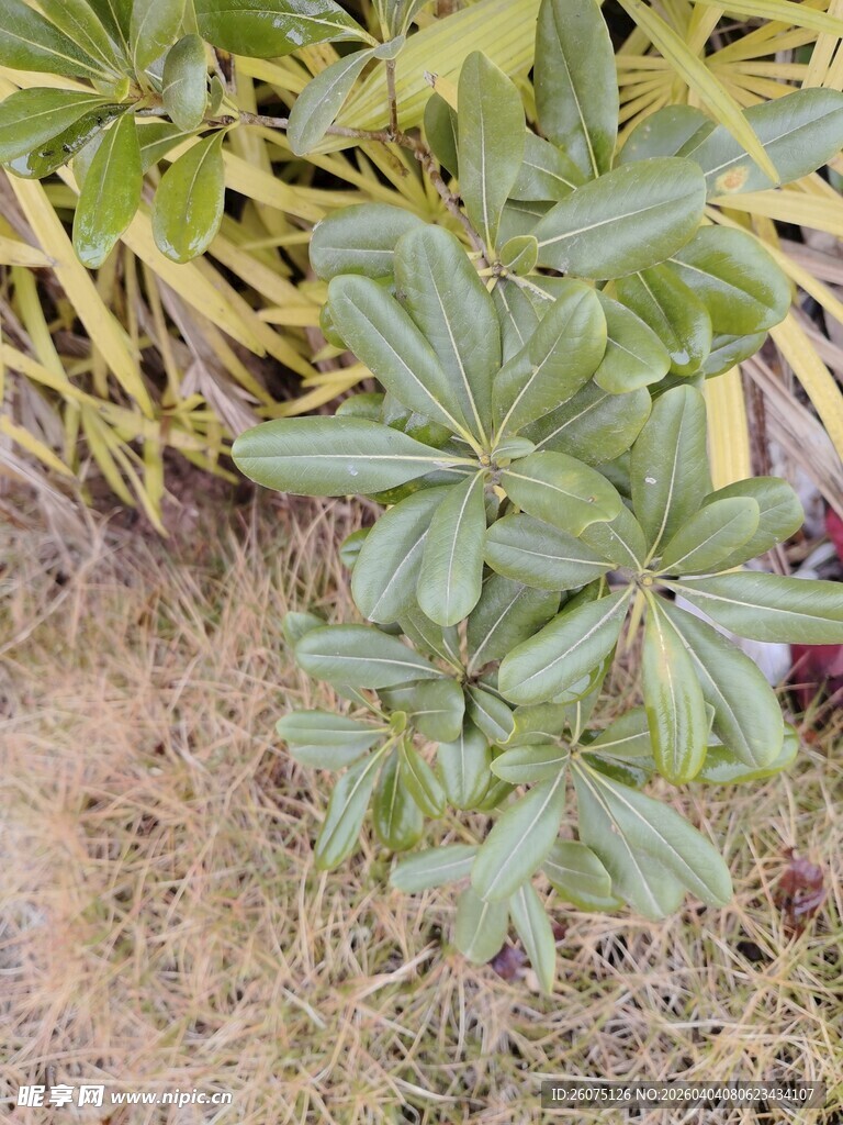 绿叶植物特写