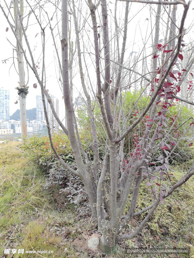 冬日枯树景观