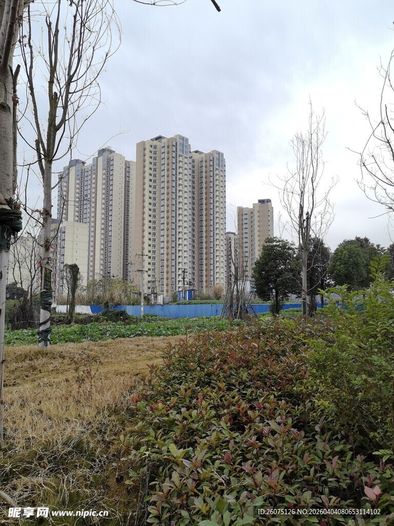 城市近景中的高楼与绿植