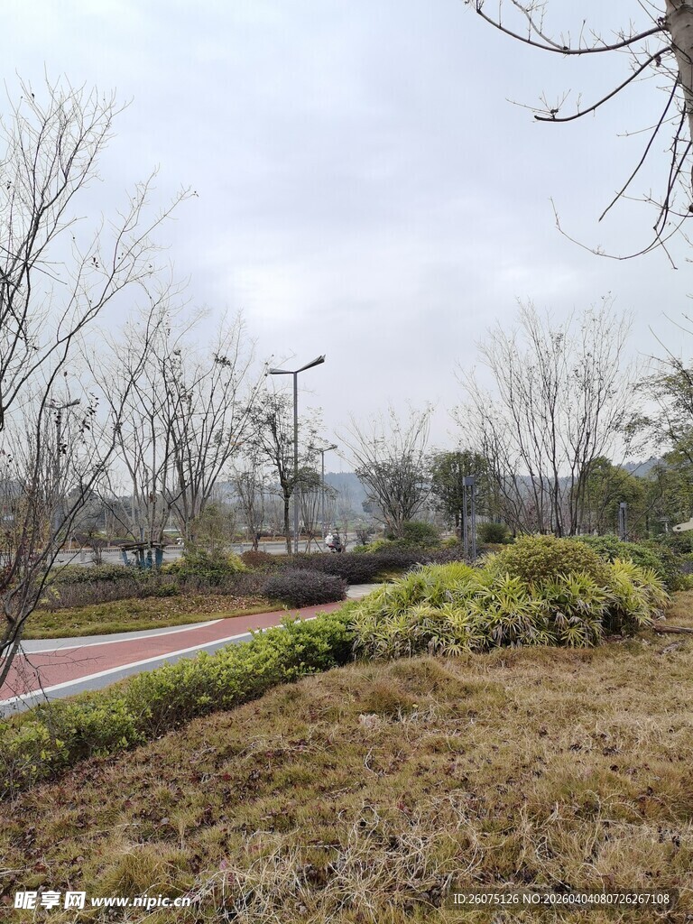 城市路边的绿植景观