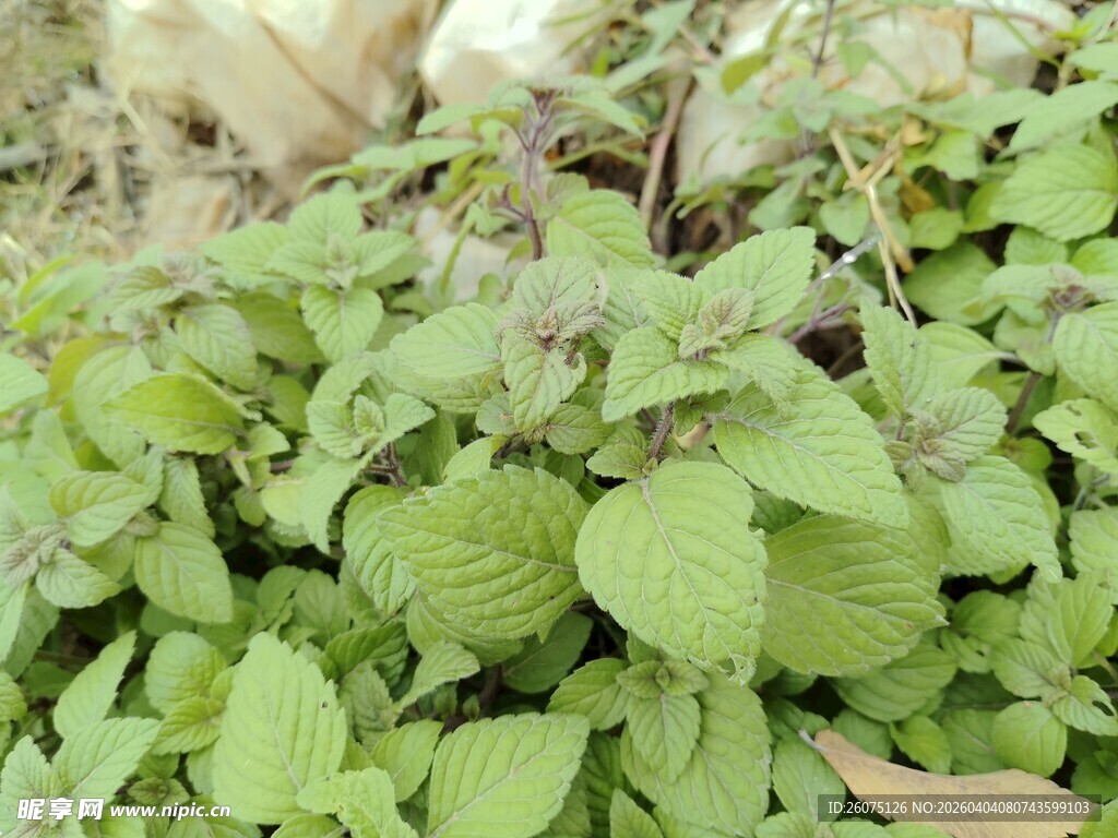 绿叶繁茂的清新植物