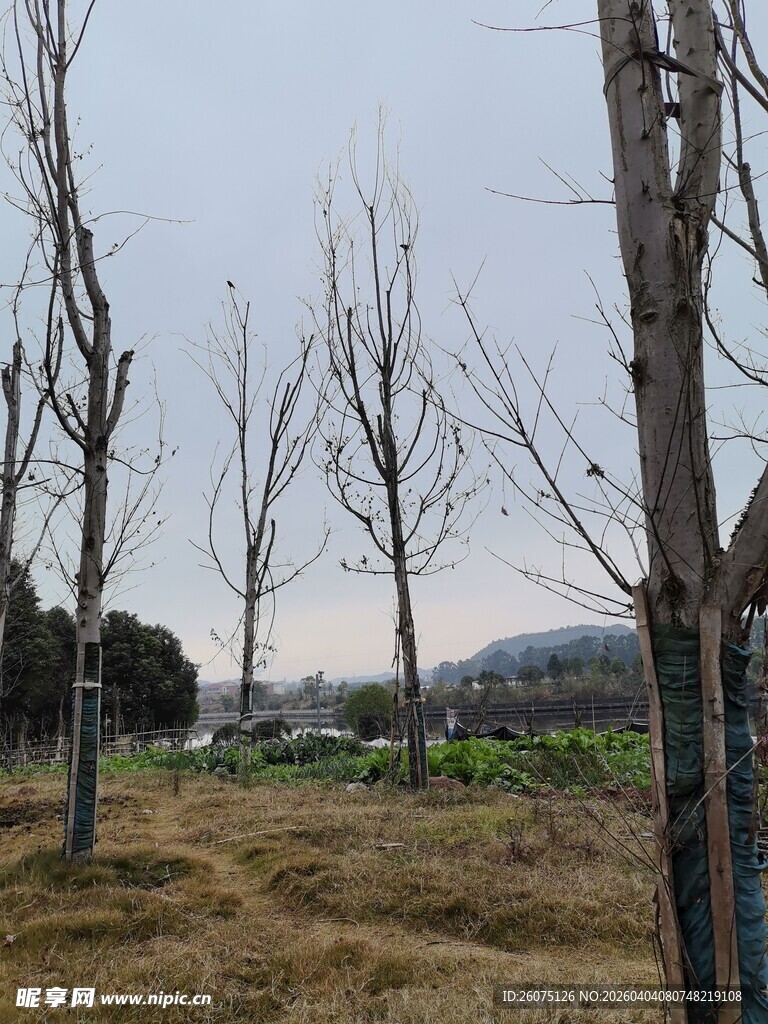 冬日旷野中的萧瑟树木
