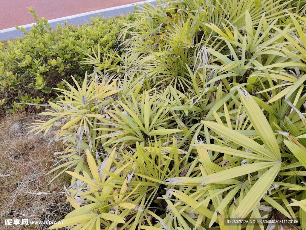 黄绿色叶片的植物特写