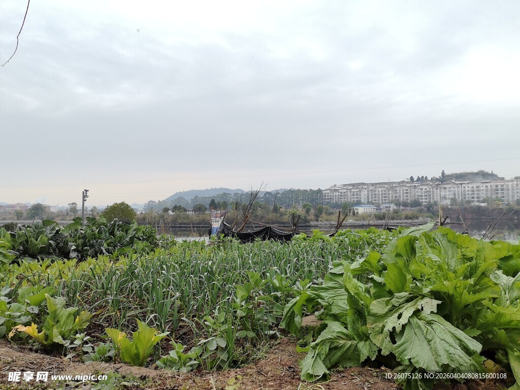 田园风光中的蔬菜种植地