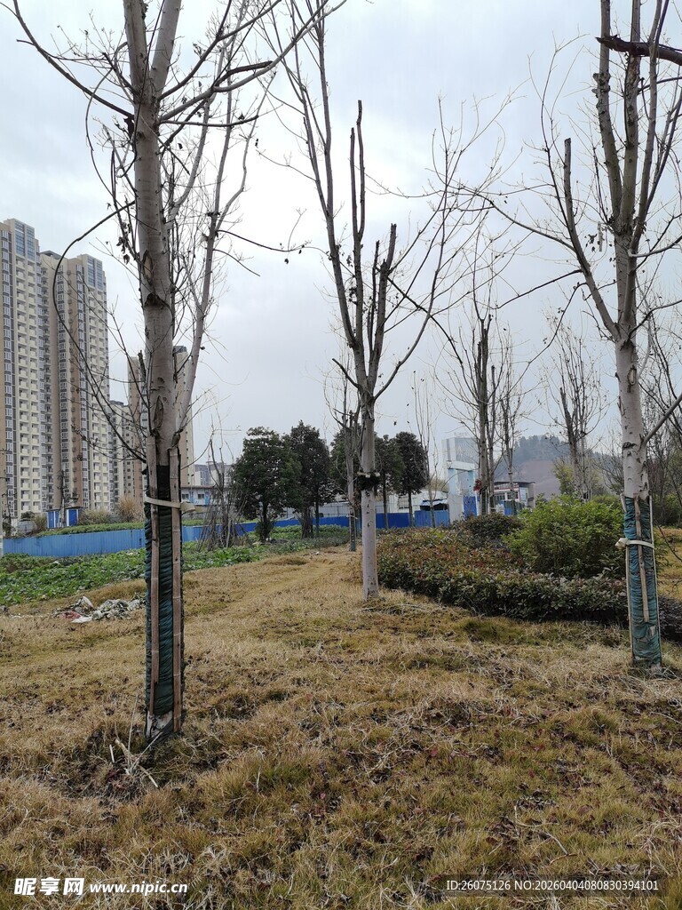 冬日城郊的萧瑟树木景观
