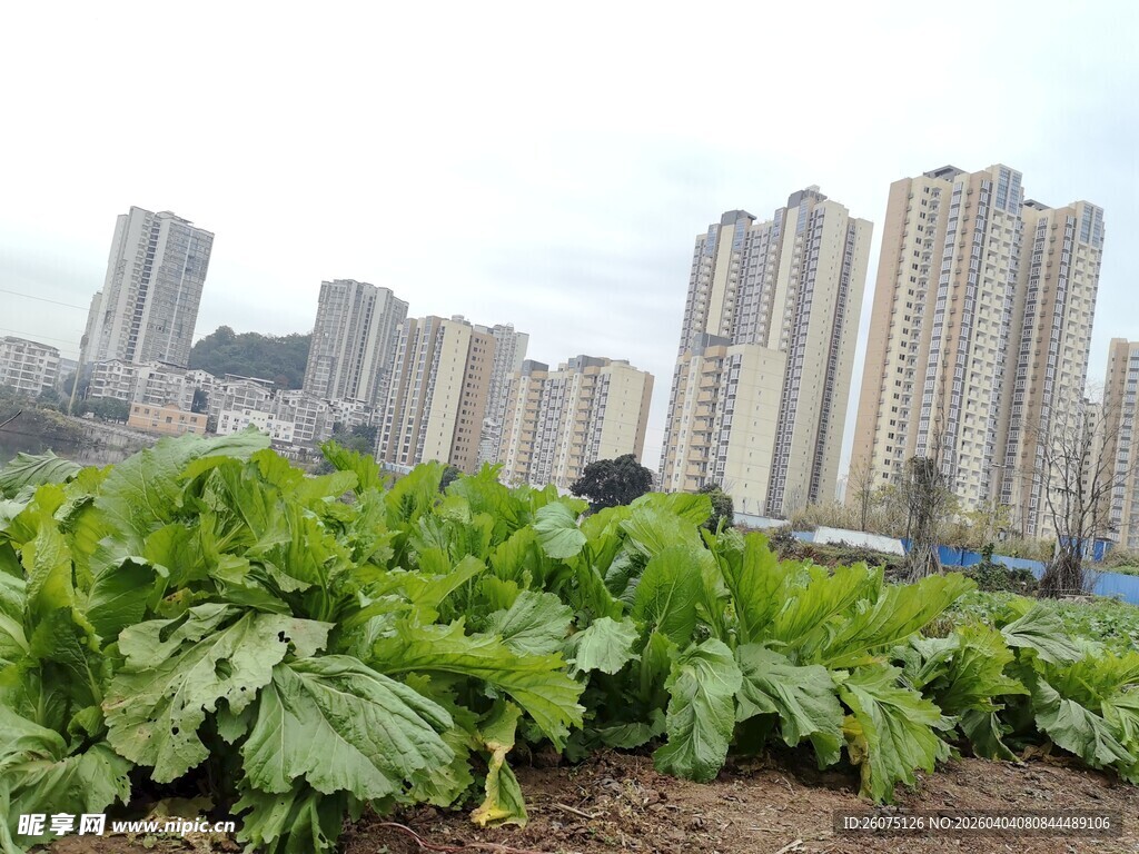 城市中的田园一角