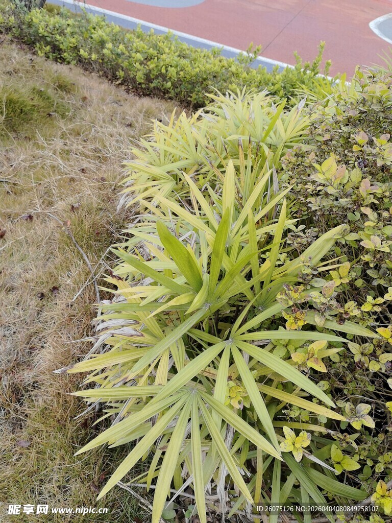 路边翠绿的观赏植物