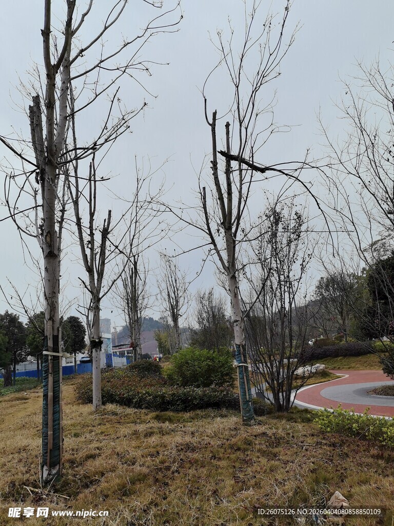 冬日萧瑟的树木景观