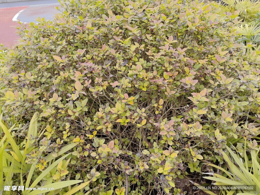 绿叶繁茂的灌木丛