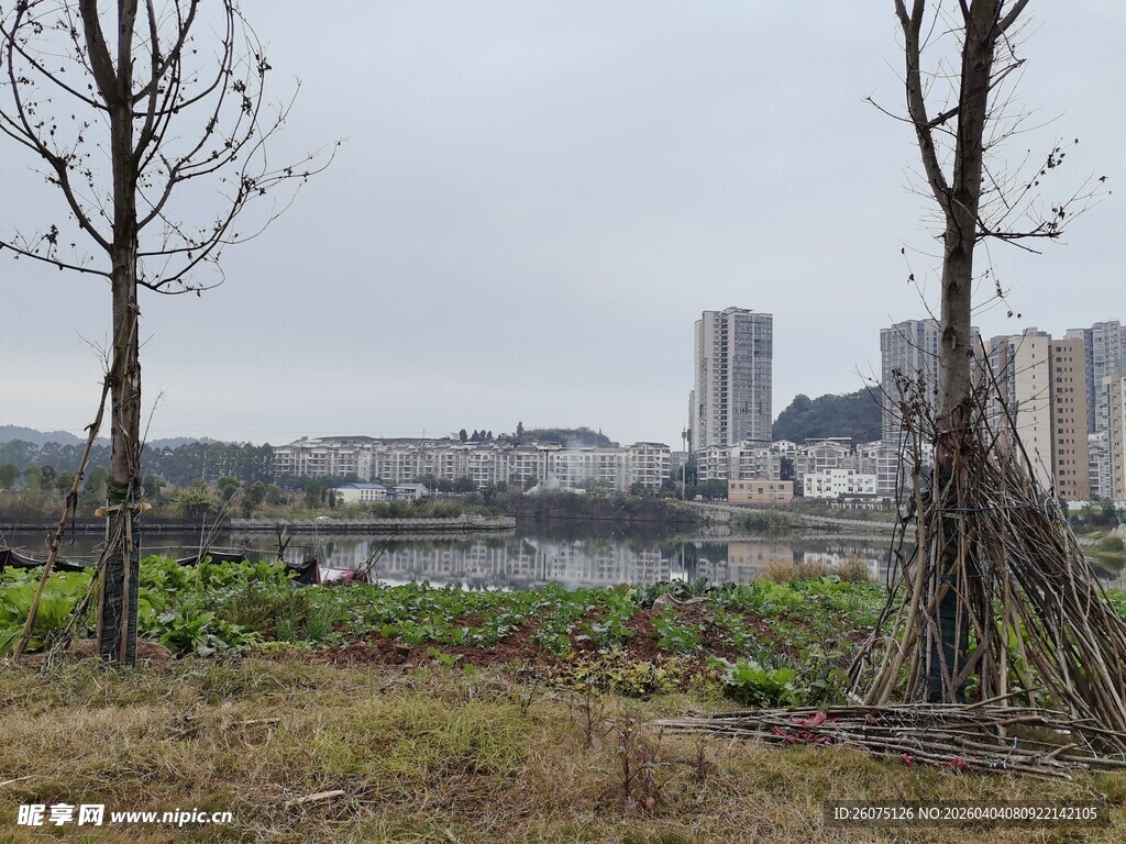 城郊风景树木与远处建筑
