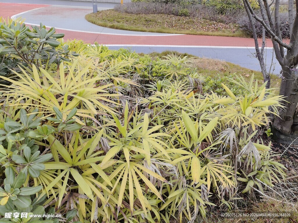 路边的黄绿色植物景观