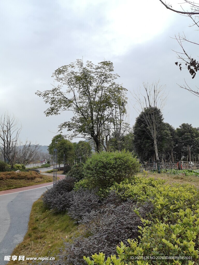 蜿蜒小路旁的绿植景观