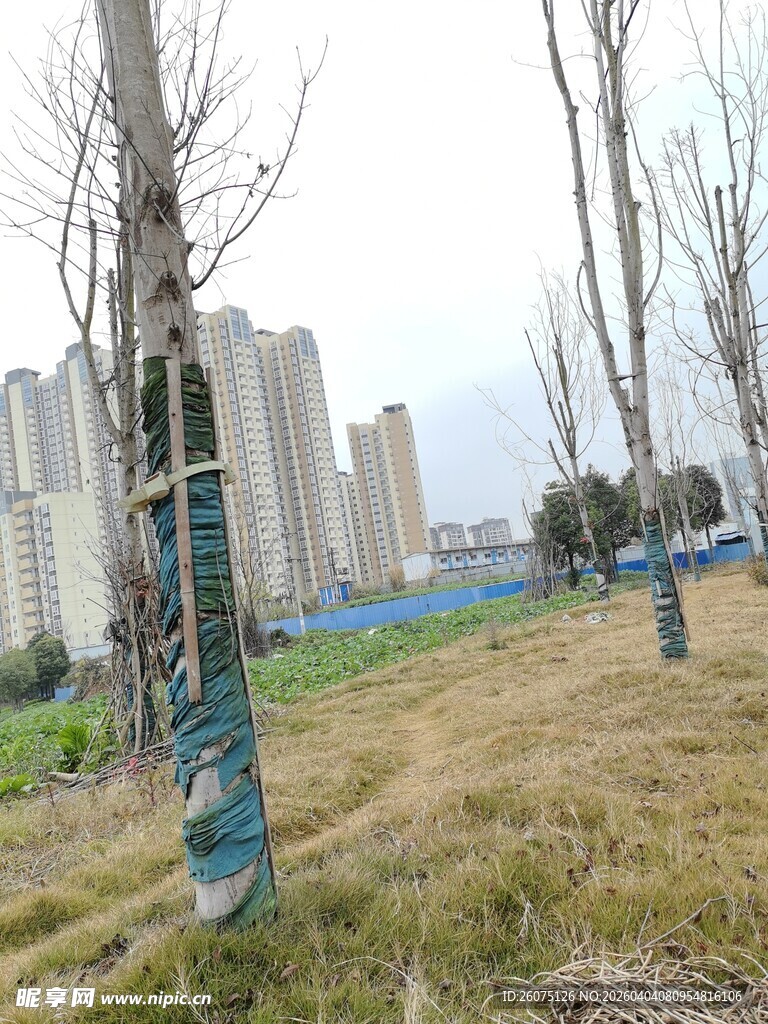 城市草地旁的树木景观