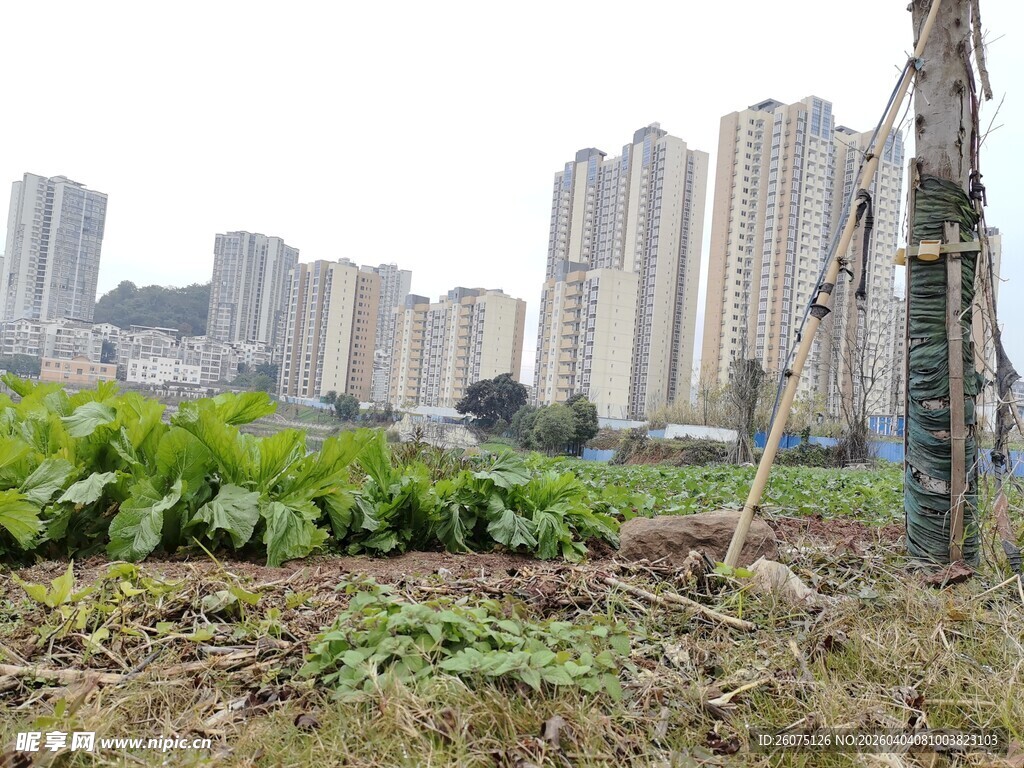 城市边的农田景象