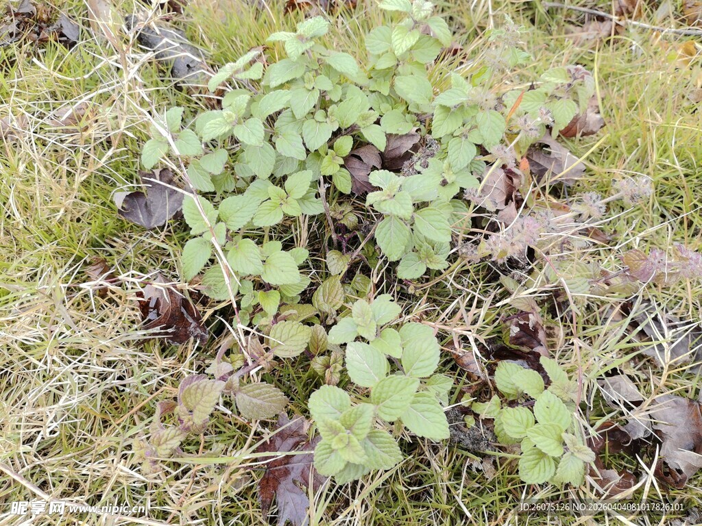 地面生长的绿色植物群落