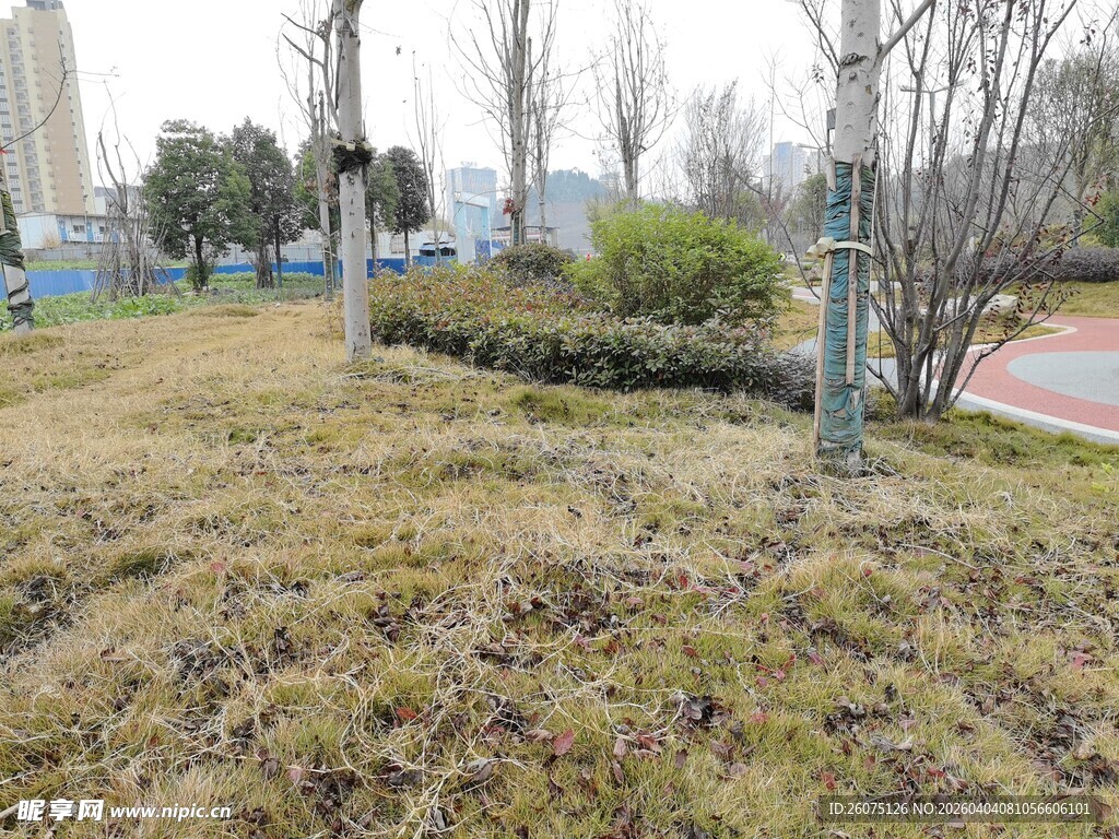 冬日公园草地景观