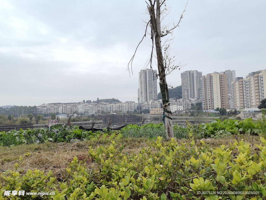 城郊风光枯树绿植与建筑