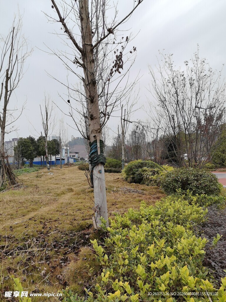 冬日城郊的树木与绿植景观