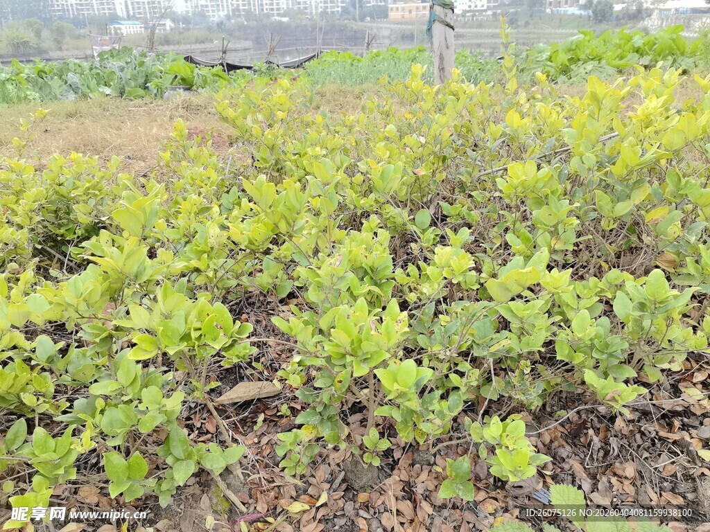 绿意盎然的植物景观