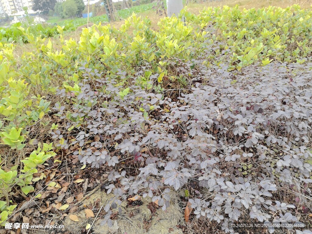 多彩植物景观