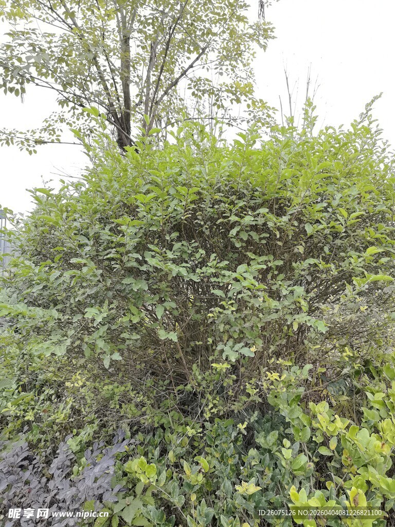 繁茂绿植景观