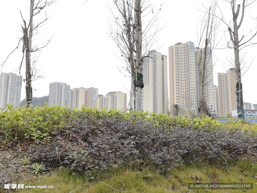 城市边的绿植与高楼景观