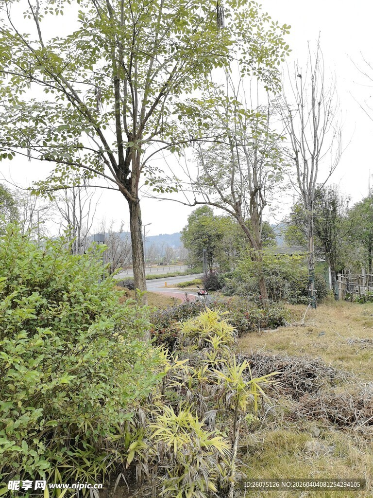 郊外自然植被景观