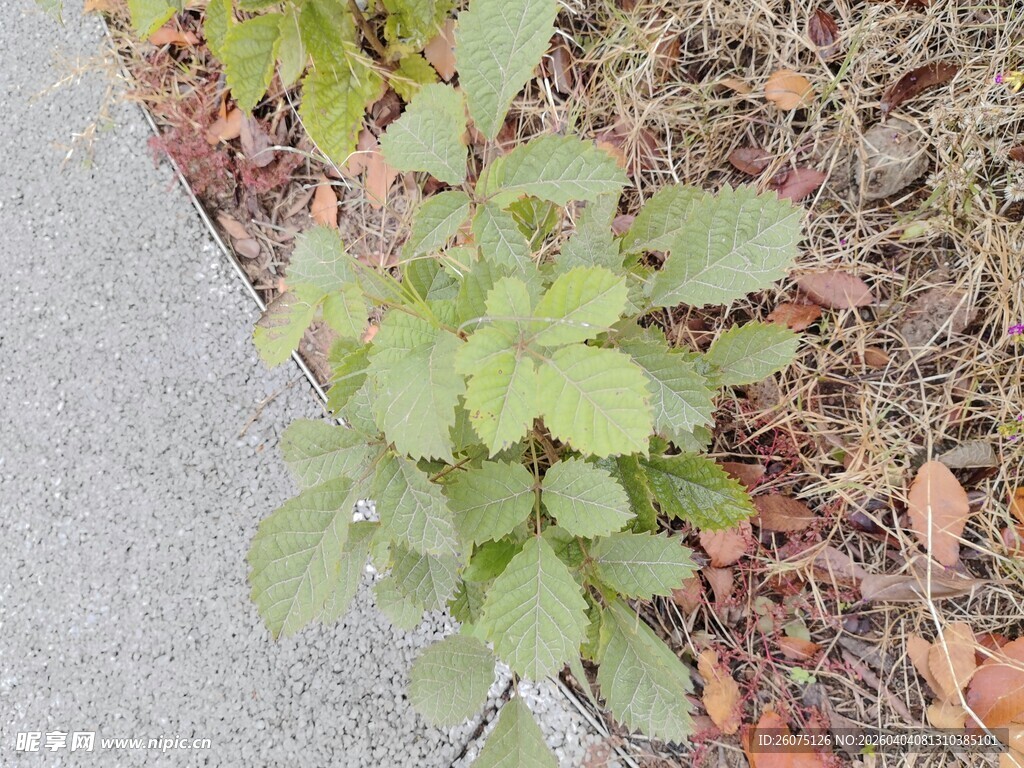 路边生长的绿色植物