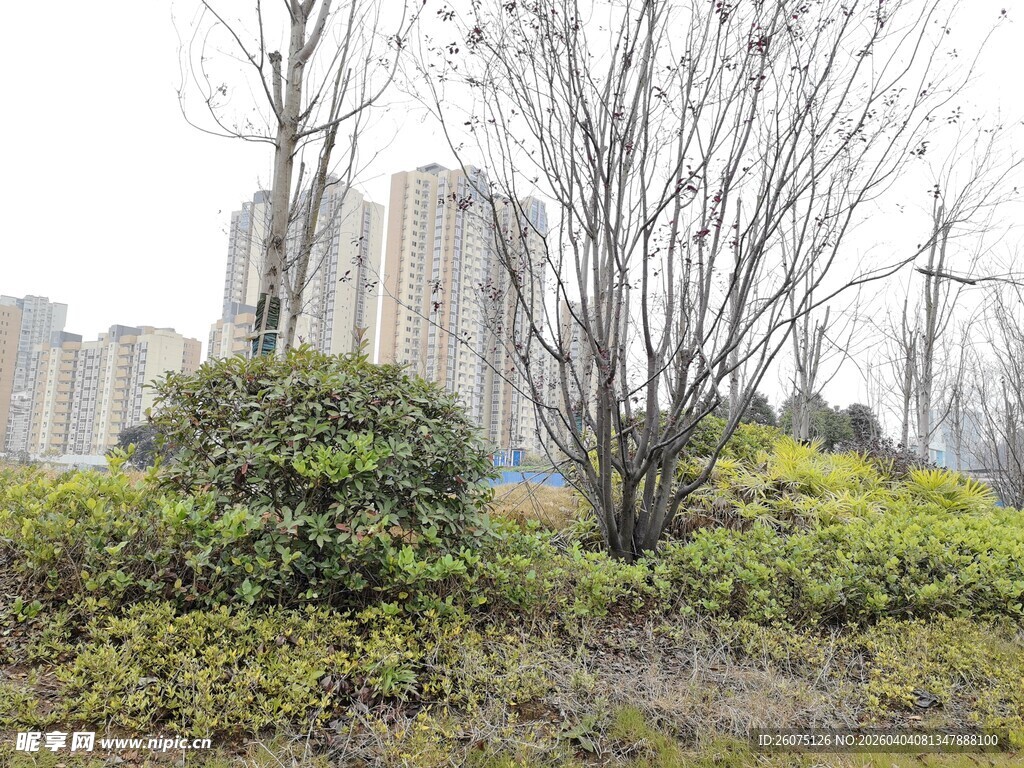 城市中萧瑟与生机并存景观