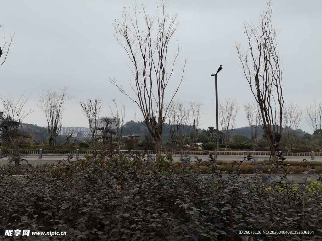 冬日萧瑟的苗木种植地