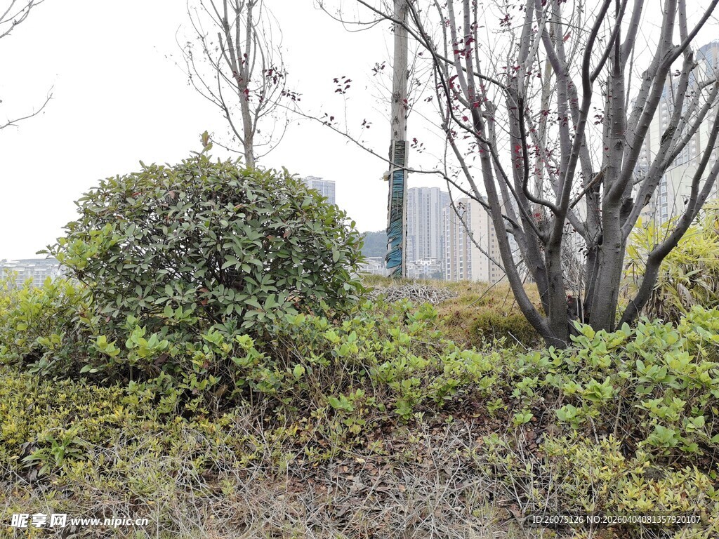 户外灌木丛与树木景观