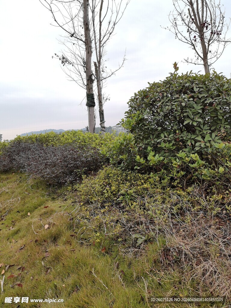 湖畔绿植与树木景观