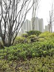 城市中的绿植景观