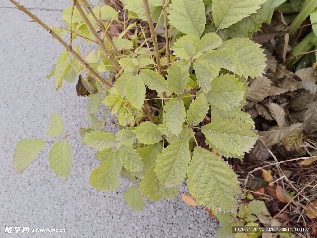 路边生长的嫩绿植物