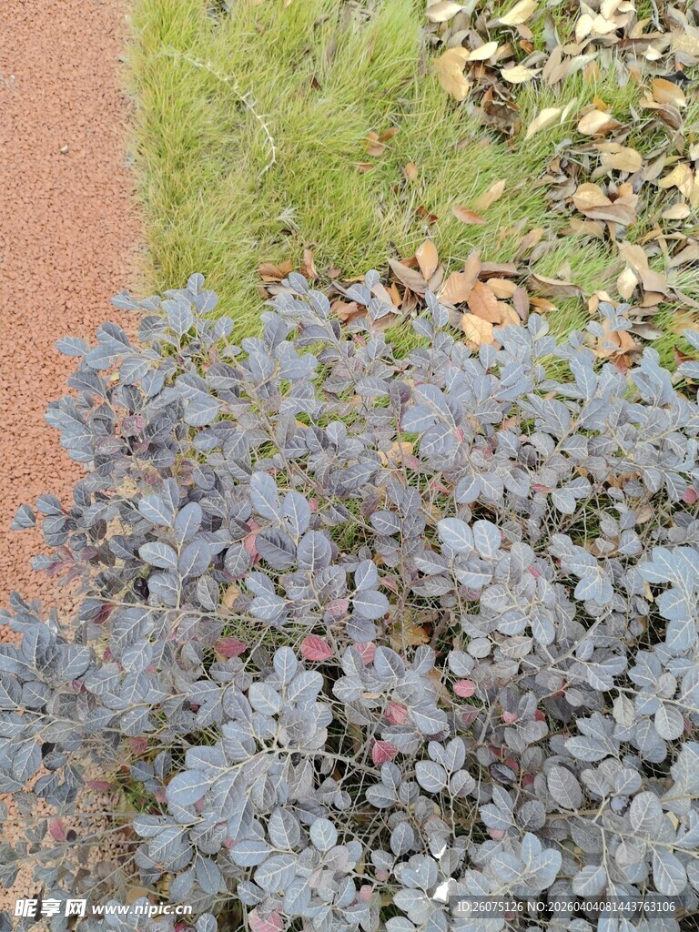 紫色灌木植物特写