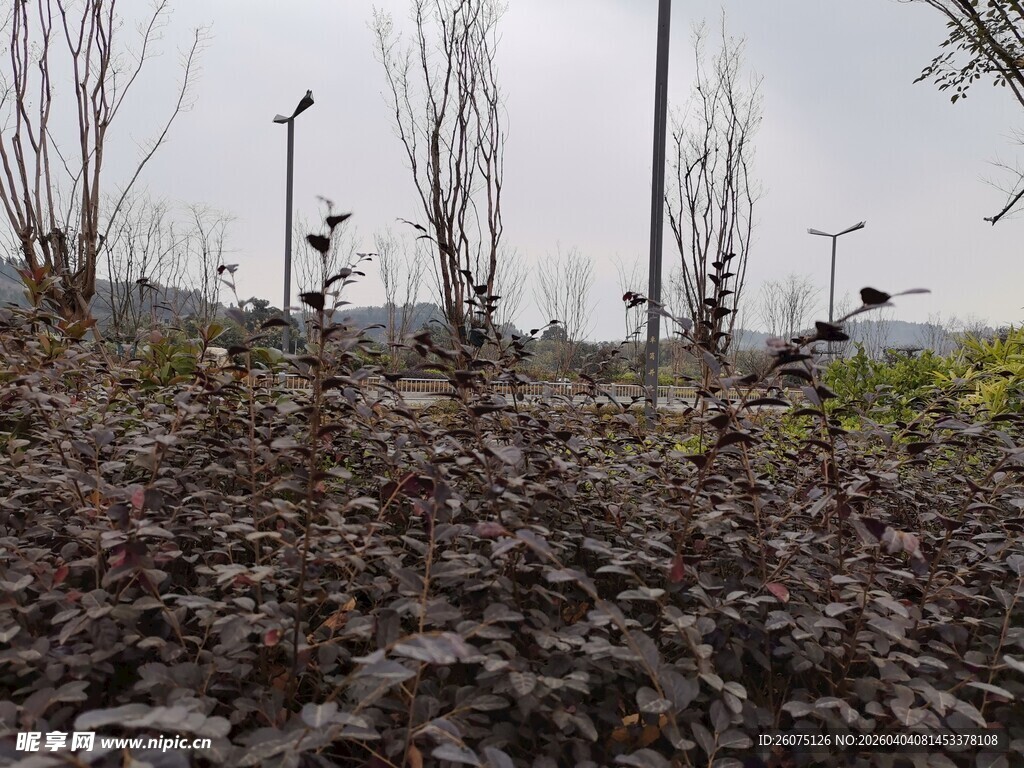 冬日萧瑟的植被景观