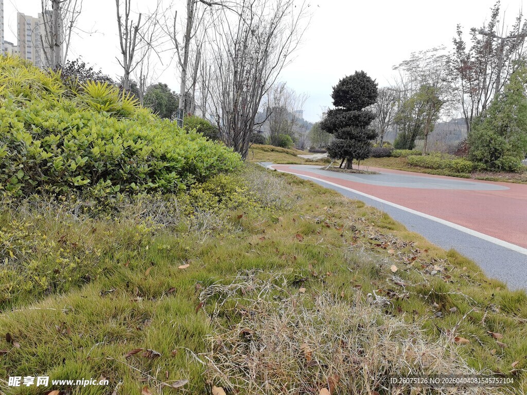 城市路边绿植景观