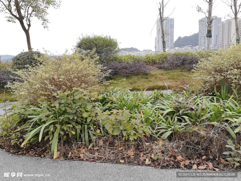 城市路边的绿植景观