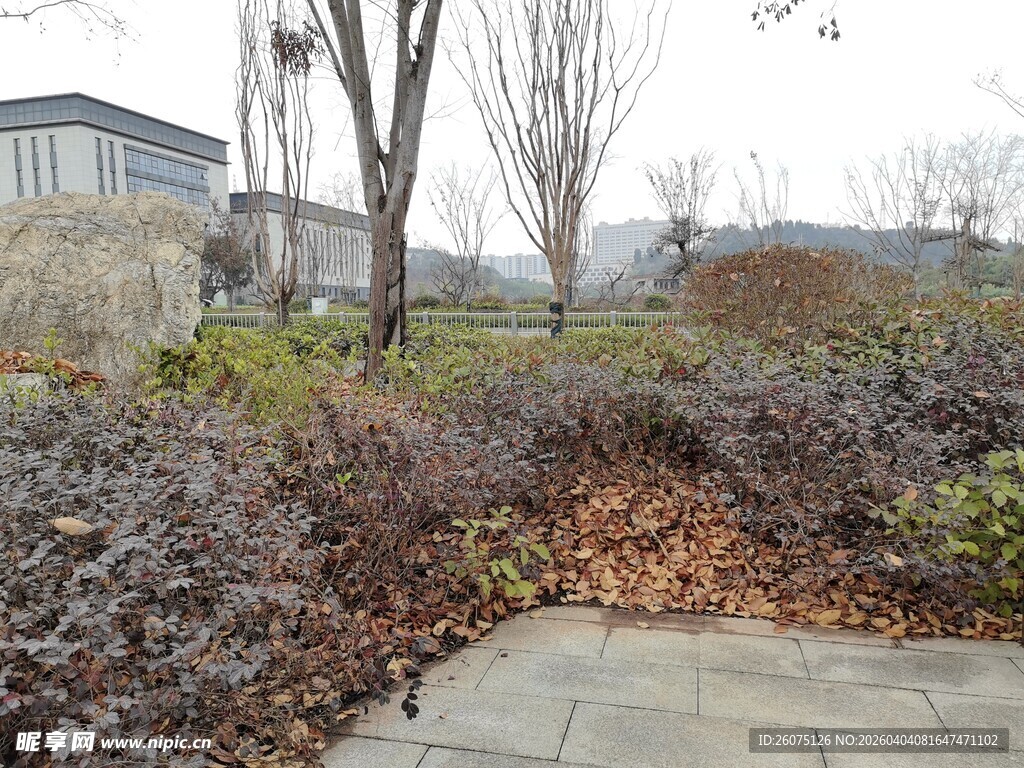 冬日公园萧瑟景观