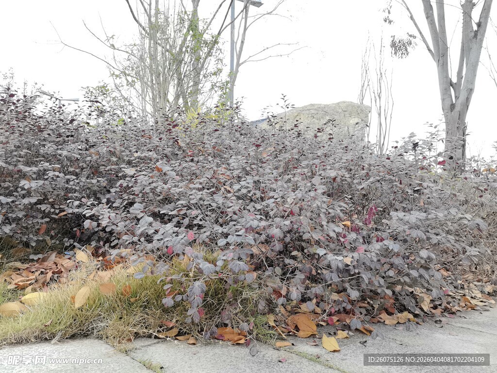 路边紫色灌木丛景观