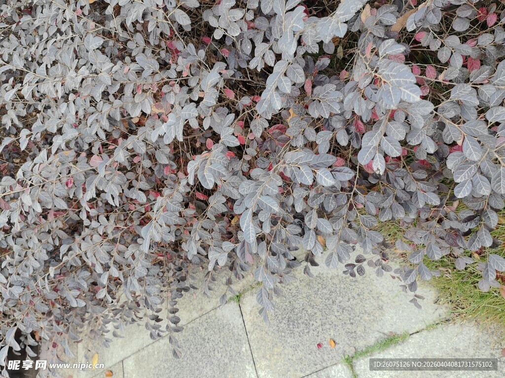 樱花如雪覆盖地面景观