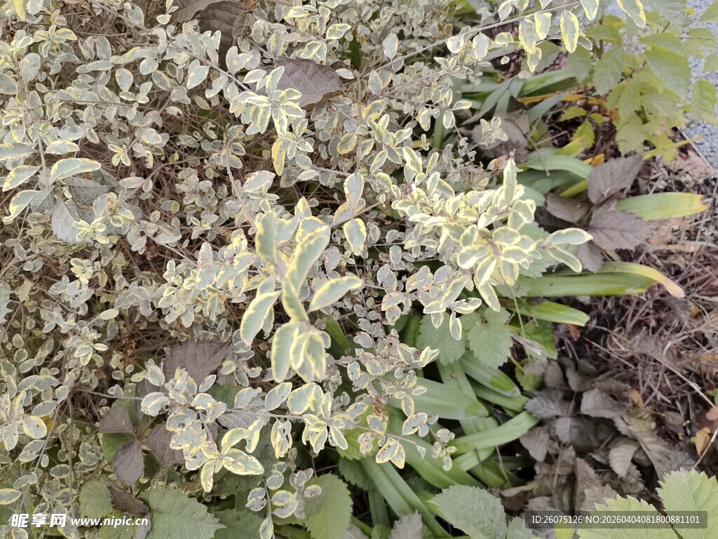 白色花卉植物特写