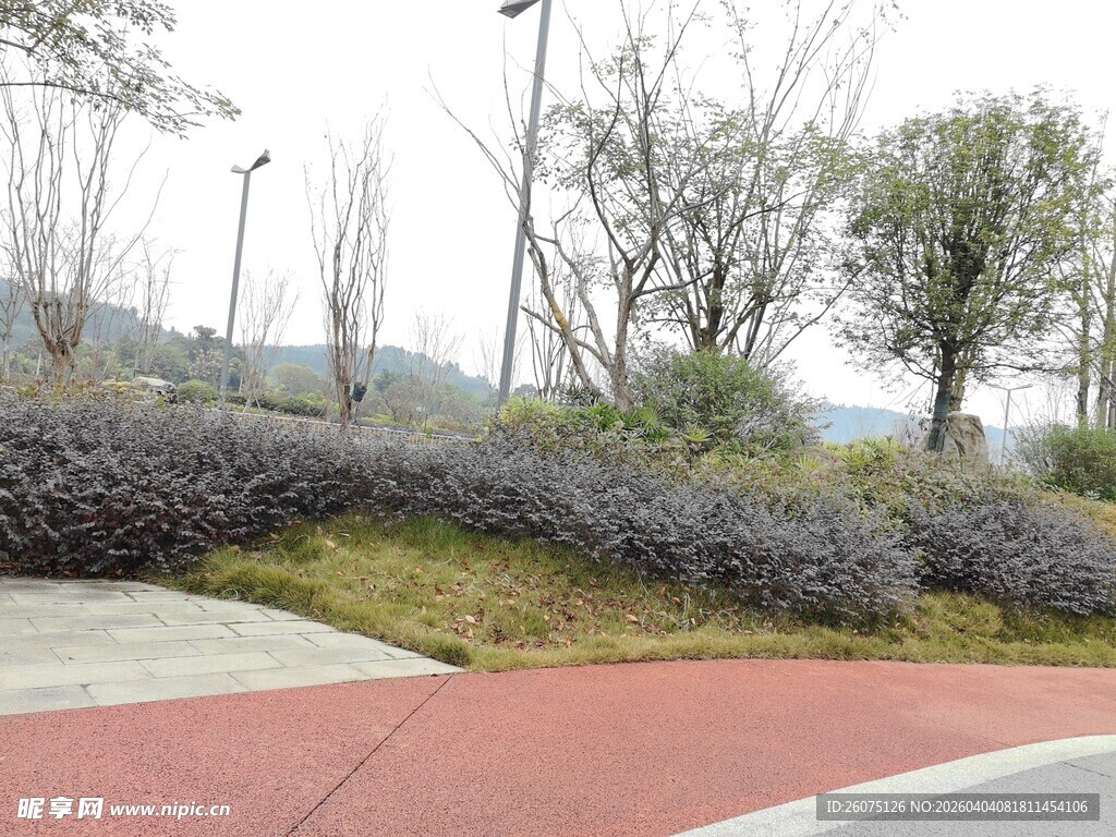 城市路边绿化带景观
