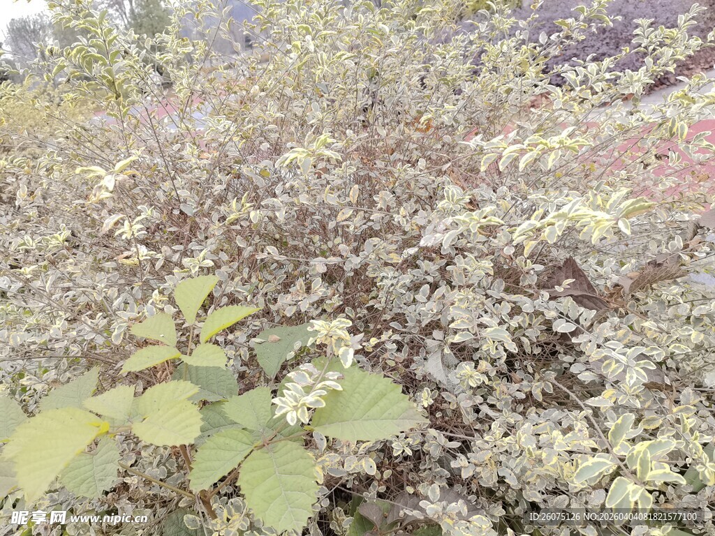 野外繁茂植物景观