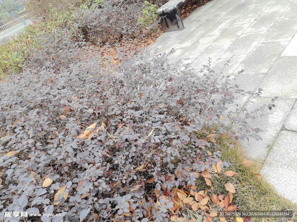 地面上的黑色碎石与杂草