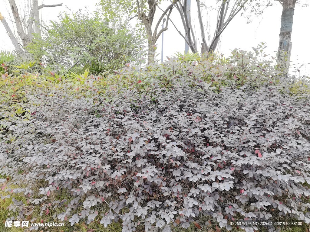 紫叶灌木景观