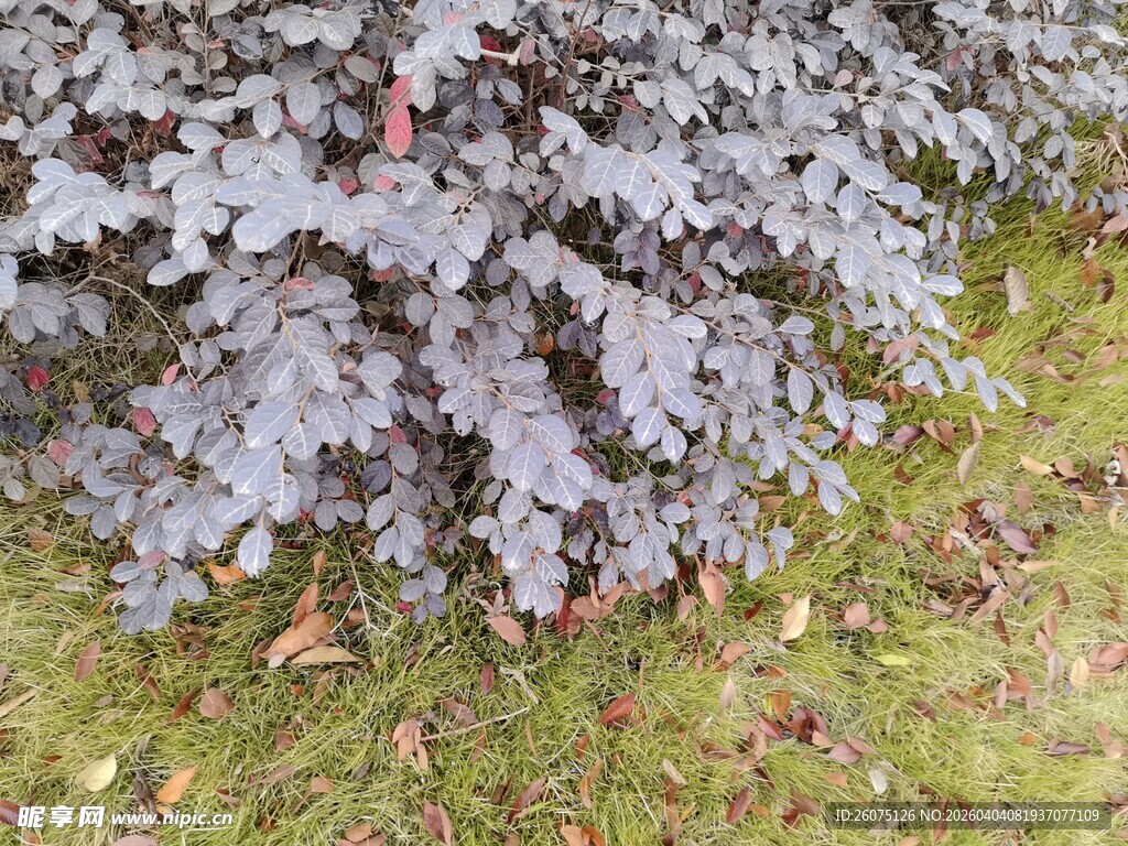 紫色叶片植物特写