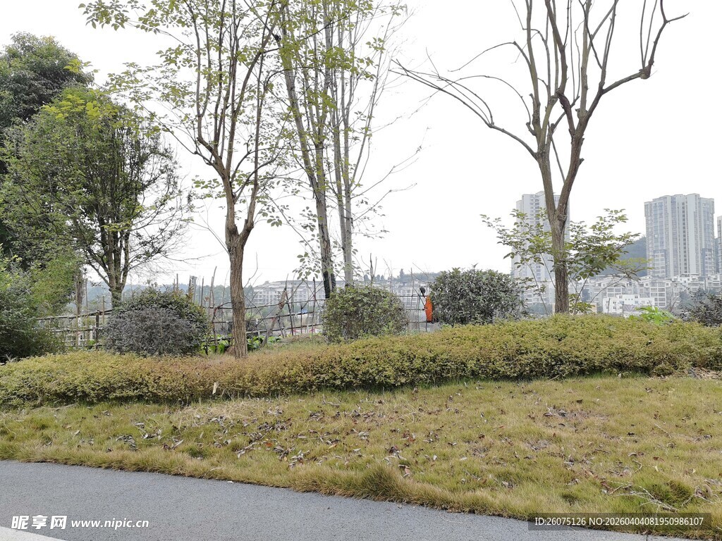 城市路边绿化带景观